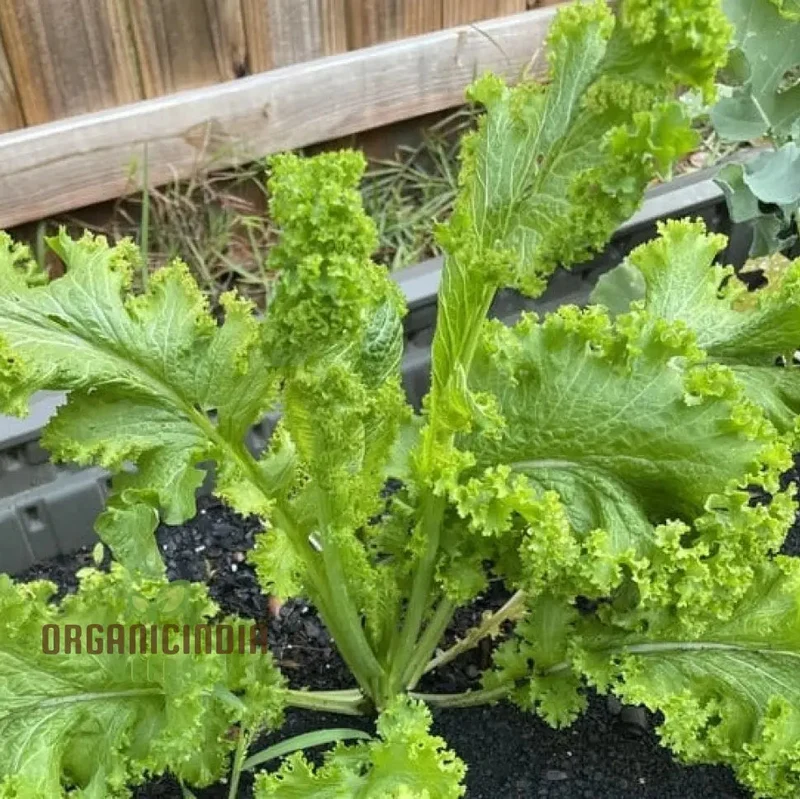 Mustard - Chirimen Hakarashi Vegetable Seeds For Planting, Grow Curled Japanese Mustard Greens for Your Garden