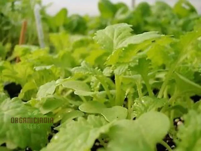 Mustard - Chirimen Hakarashi Vegetable Seeds For Planting, Grow Curled Japanese Mustard Greens for Your Garden