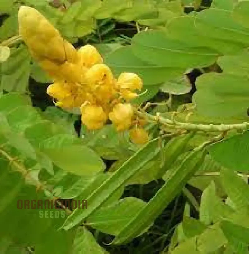 Senna Alata Flower Seeds for Gardening Enthusiasts | Organic Gardening Seeds for Beautiful Yellow Flowering Plants
