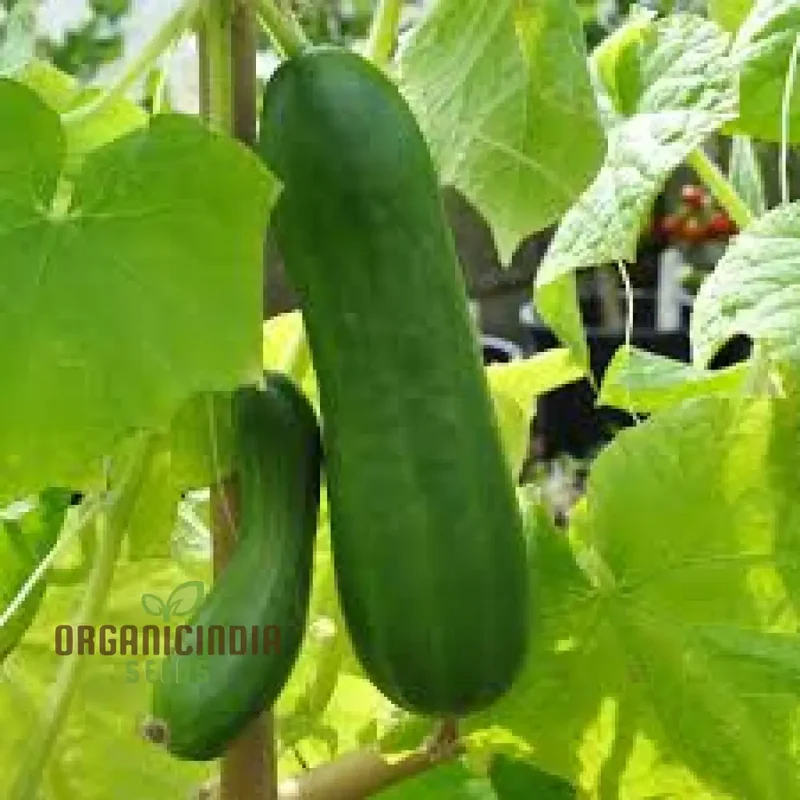 Cucumber La Diva Vegetable Seeds for Planting, Premium Cucumbers Seeds Perfect for Home Gardens Easy to Grow
