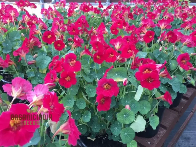 Nasturtium Baby Deep Rose Flower Seeds For Planting, Beautiful Deep Rose Nasturtium Seeds for a Vibrant Garden