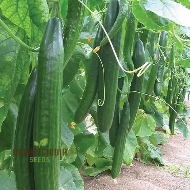 Cucumber Carmen F1 Hybrid Vegetable Seeds for Planting, Premium Quality Cucumbers Seeds for Your Home Garden
