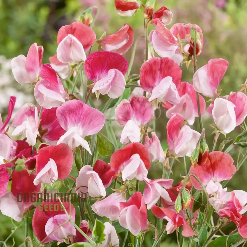 Sweet Pea (Tall) Painted Lady Flower Seeds For Planting, Elegant and Fragrant Tall Sweet Peas for a Beautiful Garden Display