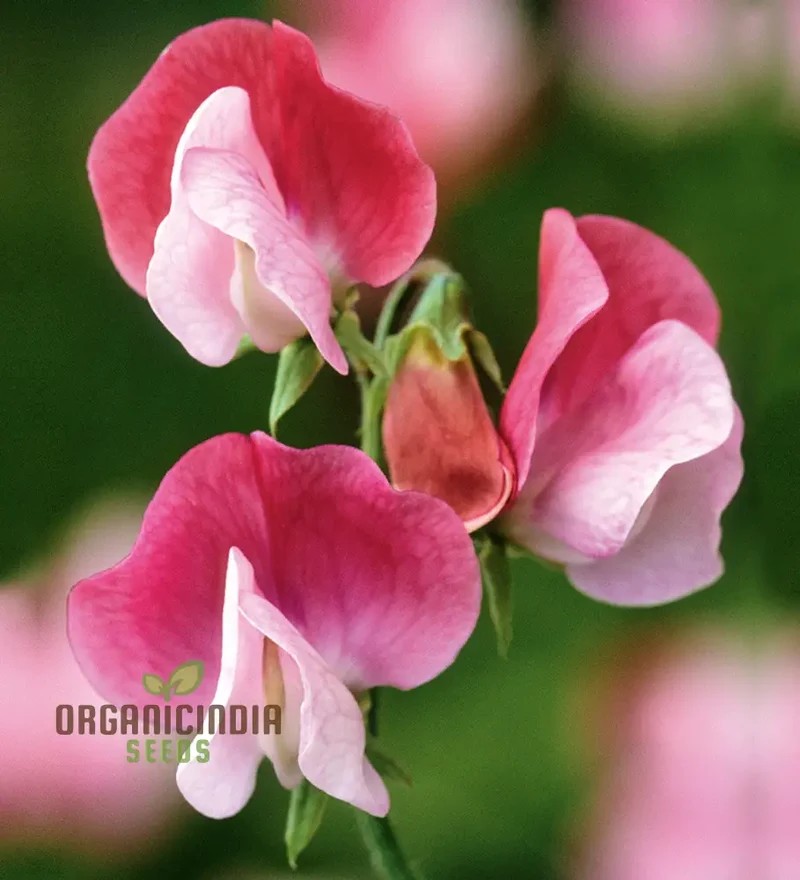 Sweet Pea (Tall) Painted Lady Flower Seeds For Planting, Elegant and Fragrant Tall Sweet Peas for a Beautiful Garden Display