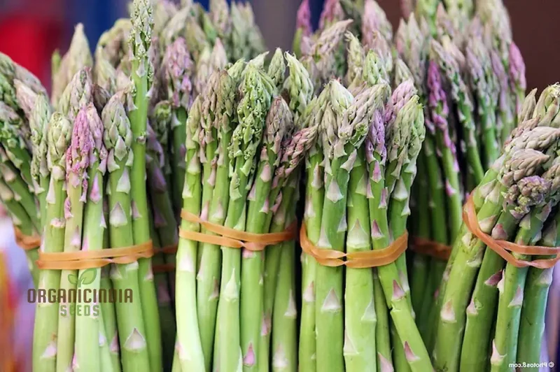 Asparagus Mary Washington & Argenteuil Seeds For Planting, Grow Classic and Unique Asparagus Varieties
