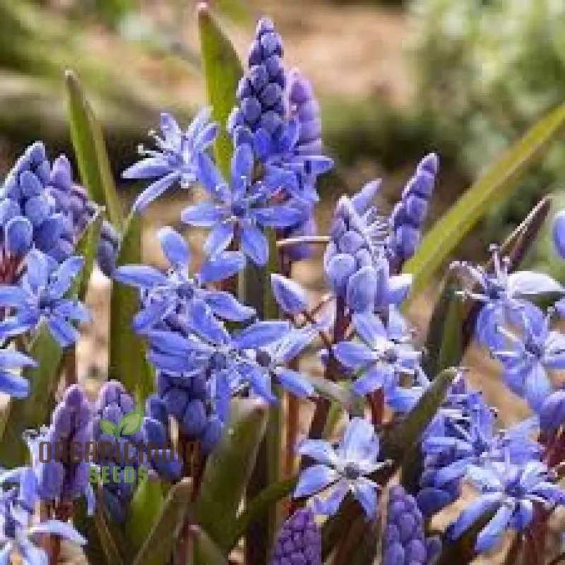 Scilla Litardierei Seeds for planting - Beautiful Blue Flower for Gardeners | Rare Perennial Bulbs - 500 pcs