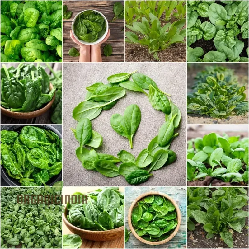 Spinach Seeds - Heirloom Mix for Planting & Gardening | Premium Quality Heirloom Spinach Seeds