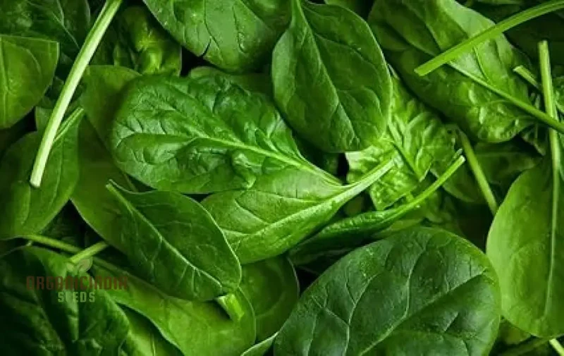 Spinach Seeds - Heirloom Mix for Planting & Gardening | Premium Quality Heirloom Spinach Seeds