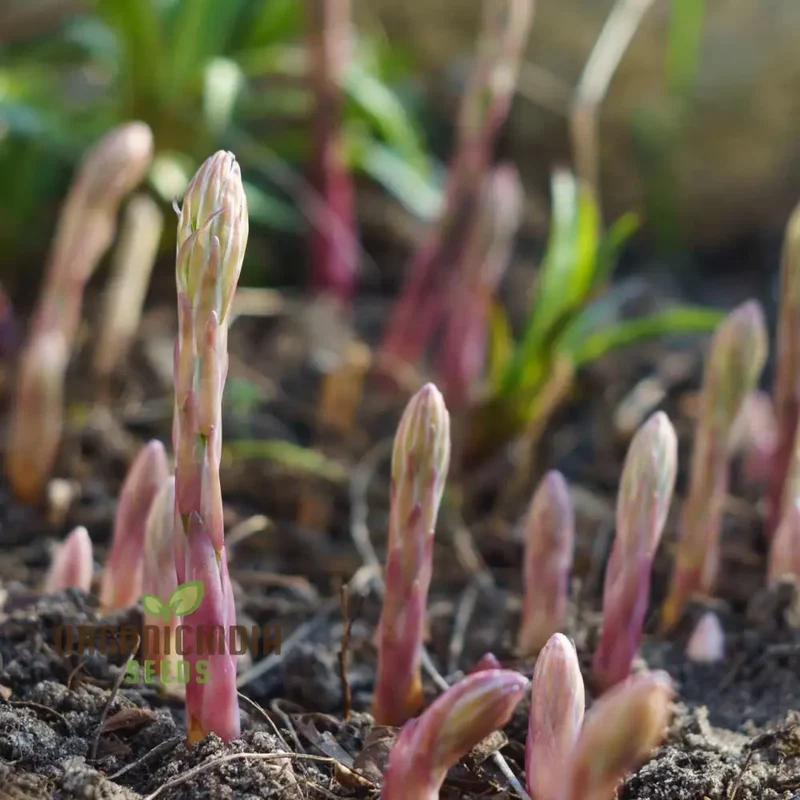 Asparagus - Argenteuil Vegetable Seeds For Planting, Grow Delicious and Tender Asparagus