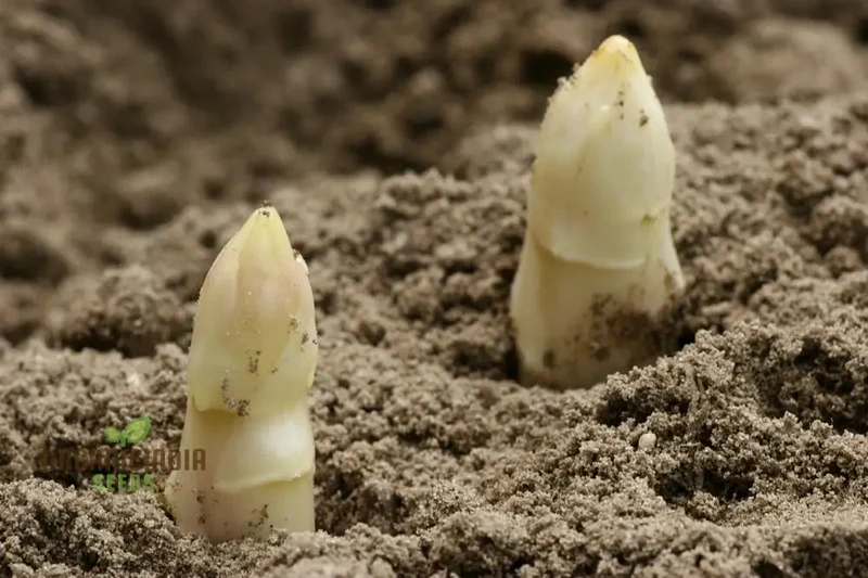 Asparagus - Argenteuil Vegetable Seeds For Planting, Grow Delicious and Tender Asparagus