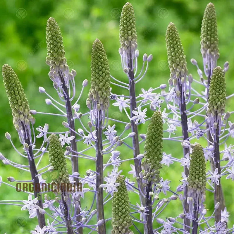 Scilla Hyacinthoides Seeds - Rare Garden Bulbs for Spring Planting | Premium Gardening Seeds for Stunning Hyacinthoides Flowers