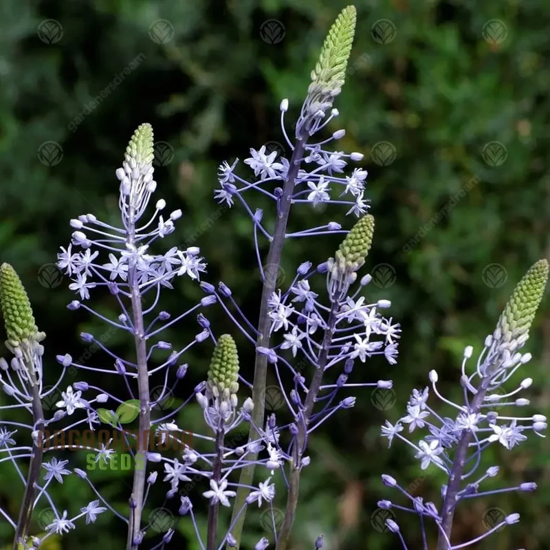 Scilla Hyacinthoides Seeds - Rare Garden Bulbs for Spring Planting | Premium Gardening Seeds for Stunning Hyacinthoides Flowers