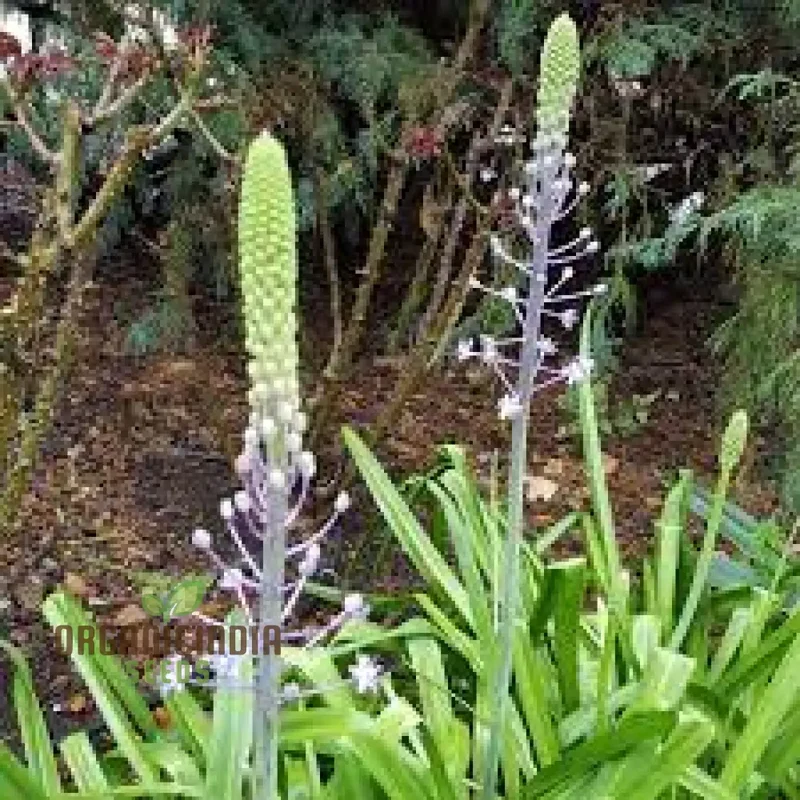 Scilla Hyacinthoides Seeds - Rare Garden Bulbs for Spring Planting | Premium Gardening Seeds for Stunning Hyacinthoides Flowers