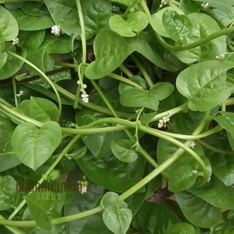 Spinach - Malabar (Ceylon) Green Seeds for Planting & Gardening | Premium Quality Seeds