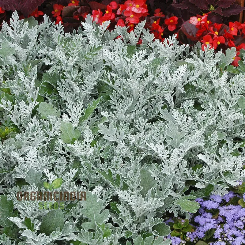 NM - Cineraria maritima Silver Dust Seeds for Gardening - Hardy Annual Silver Dust Plants - Easy to Grow and Maintain