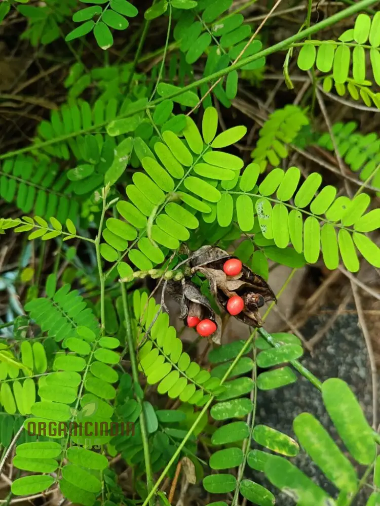 Red Gunja Seeds (Chirmi Gurinvida Beads) Beautiful Red Gunja Planting Seeds