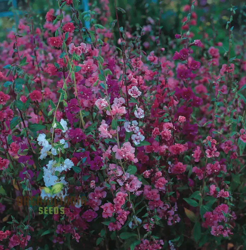 NM - Clarkia Elegans Double Mix Seeds for Gardening Enthusiasts