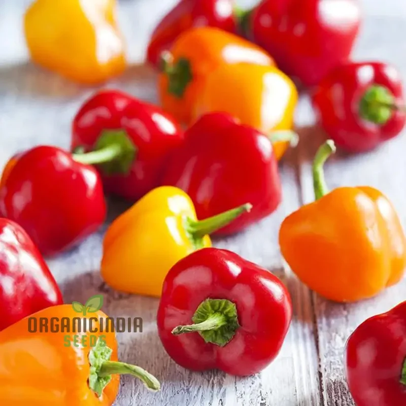 Sweet Pepper Seeds - Mini Bell Blend for Colorful Garden Flowers | Planting Seeds