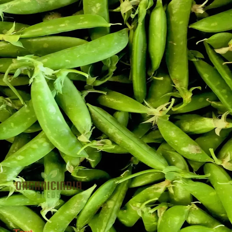 Pea (Sugarsnap) - Bush - Sugar Ann Seeds for Planting and Gardening | Premium Quality Organic Seeds
