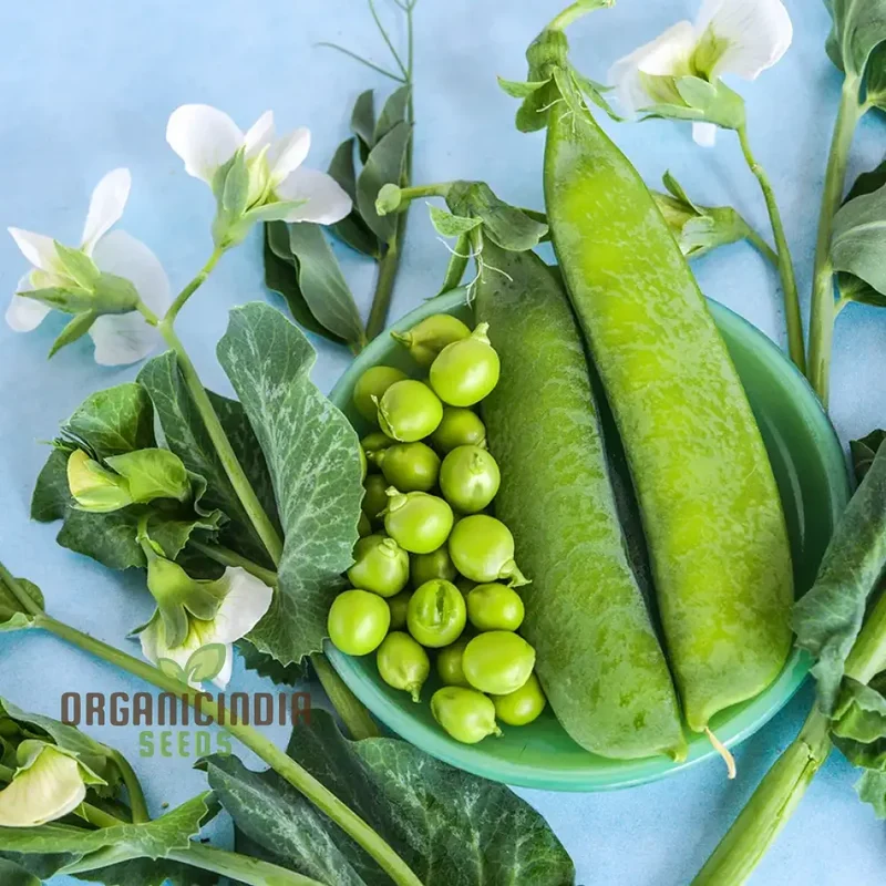 Mix Pea Seeds for Planting and Gardening - Organic Seed Collection