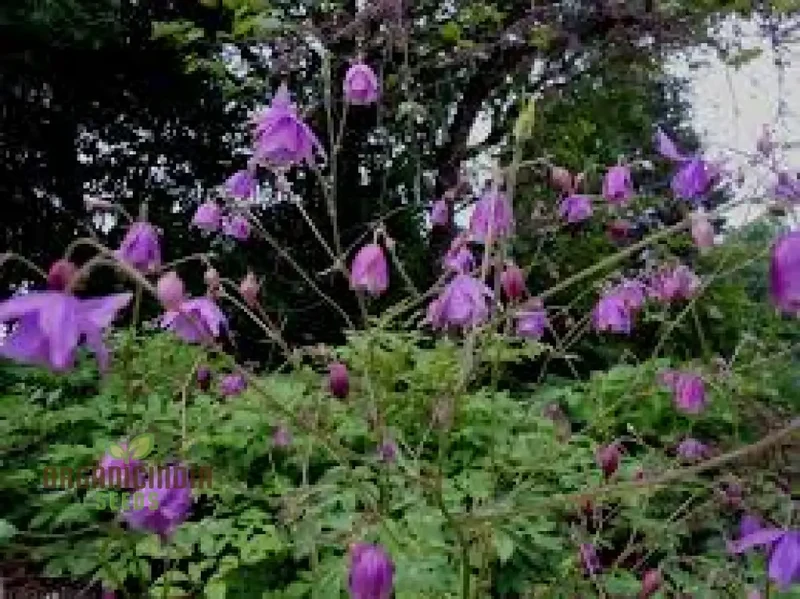 Semiaquilegia Ecalcarata Seeds - Premium Gardening Perennial Flower Seeds for Beautiful Gardens