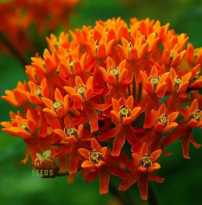 Asclepias Seeds for Butterfly Flower Planting, Easy to Grow Milkweed Seeds