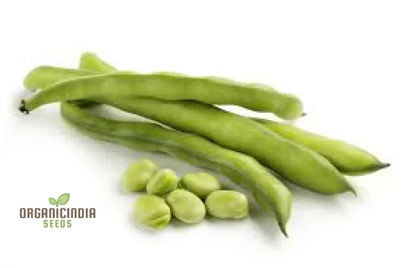 Tripoli Seeds - Premium Quality Seeds for Planting | Buy Organic Tripoli Seeds Online