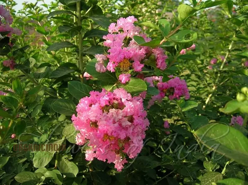Crepe Myrtle Seeds - Lagerstroemia Indica, Planting Guide Included, Exotic Flowering Tree Seeds