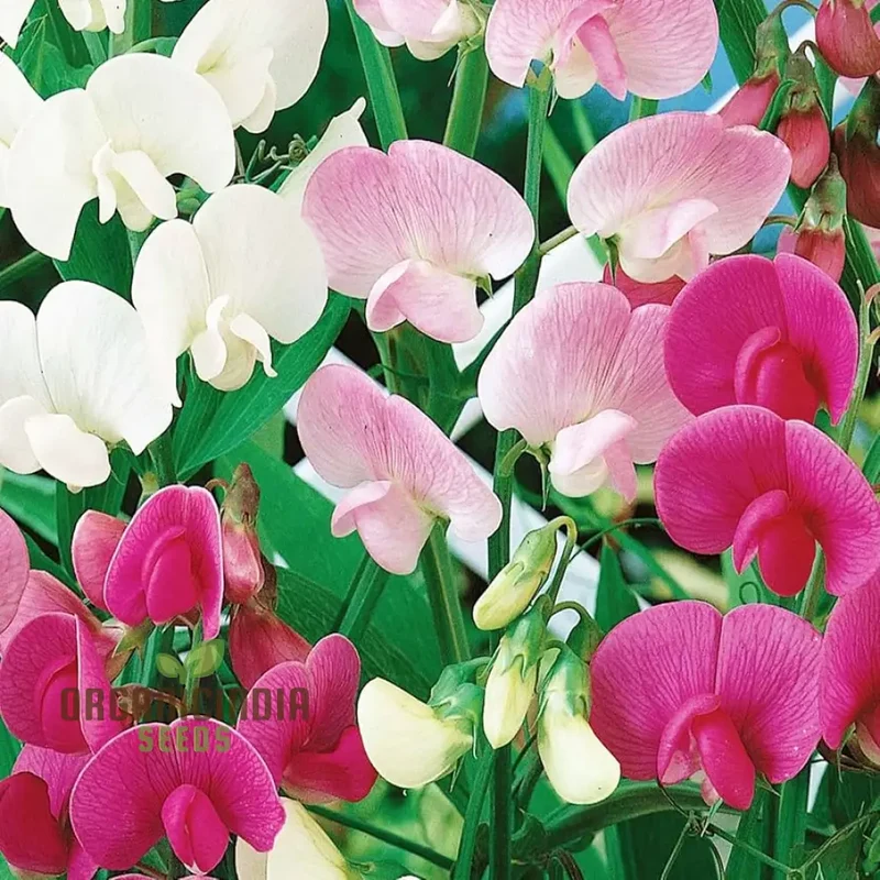 Perennial Sweet Pea Everlasting Mixture Seeds – Climbing Flowers