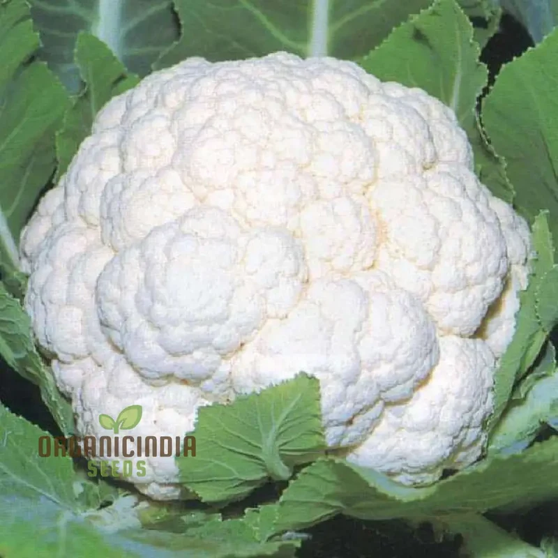 Premium Cauliflower Snowball Seeds for Planting , Ideal for Home Gardeners and Grow