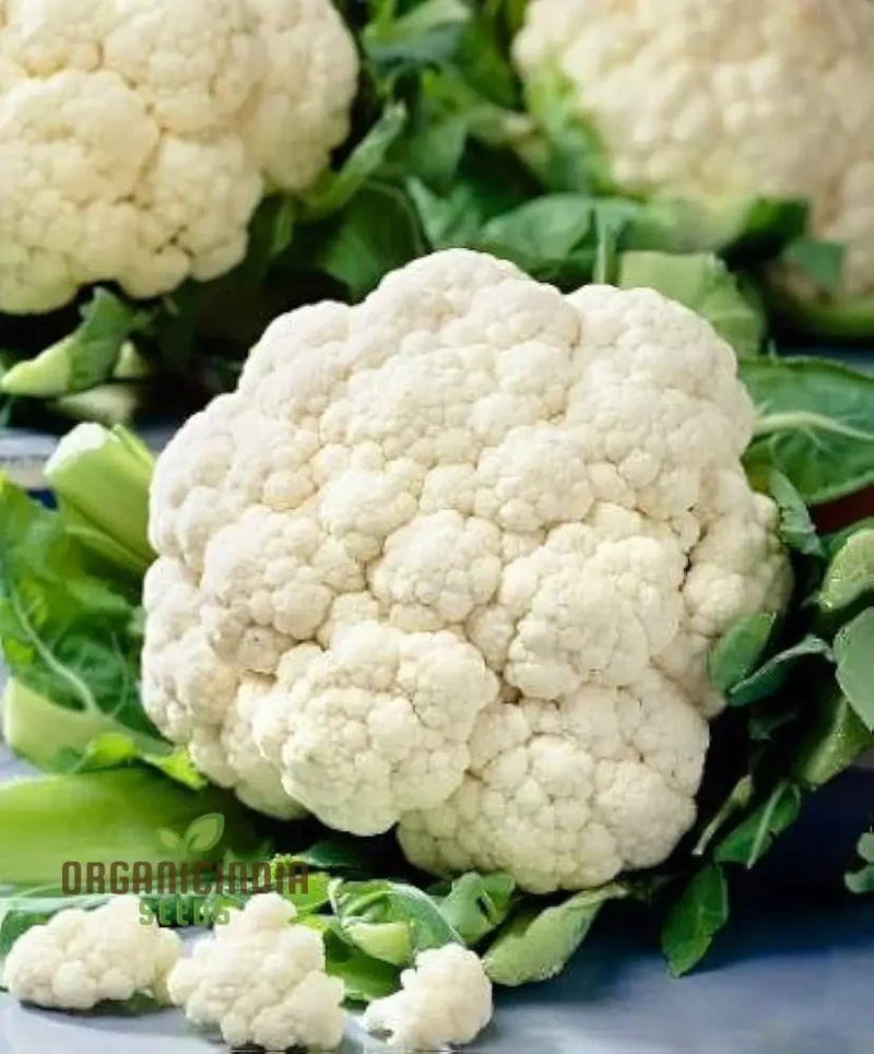 Premium Cauliflower Snowball Seeds for Planting , Ideal for Home Gardeners and Grow