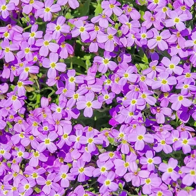 Rockcress Purple Seeds – Aubrieta Ground Cover for Vibrant Garden Borders