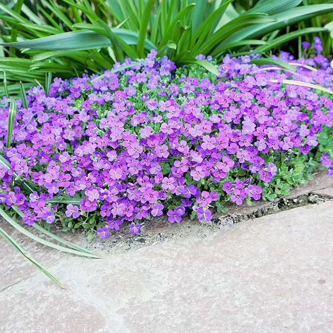 Rockcress Purple Seeds – Aubrieta Ground Cover for Vibrant Garden Borders