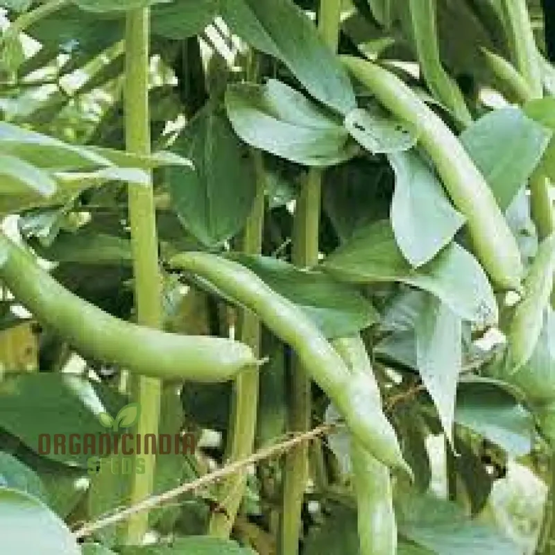 Coles Dwarf Seeds - Premium Quality Seeds for Planting, Gardening & Growing Dwarf Varieties