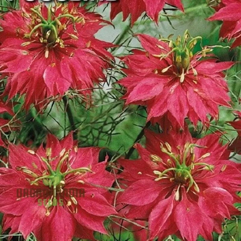 Mist Persian Flower Seeds For Planting, Exotic and Elegant Flower Seeds for a Beautiful Garden
