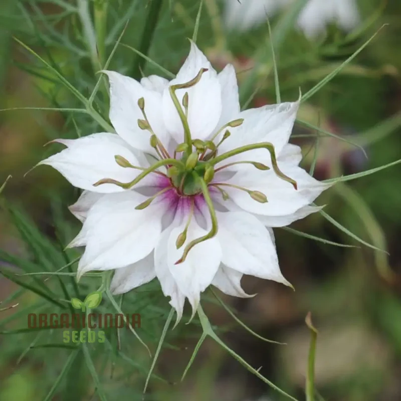 Mist Persian Flower Seeds For Planting, Exotic and Elegant Flower Seeds for a Beautiful Garden