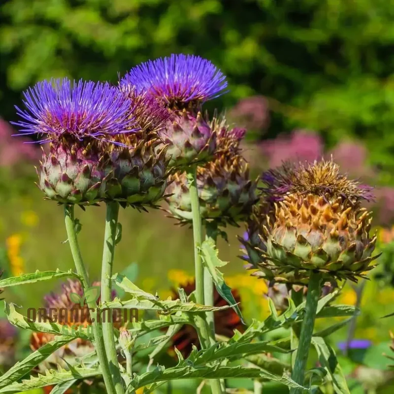 Artichoke - Cardoon Seeds For Planting, Unique and Flavorful Vegetable Harvest