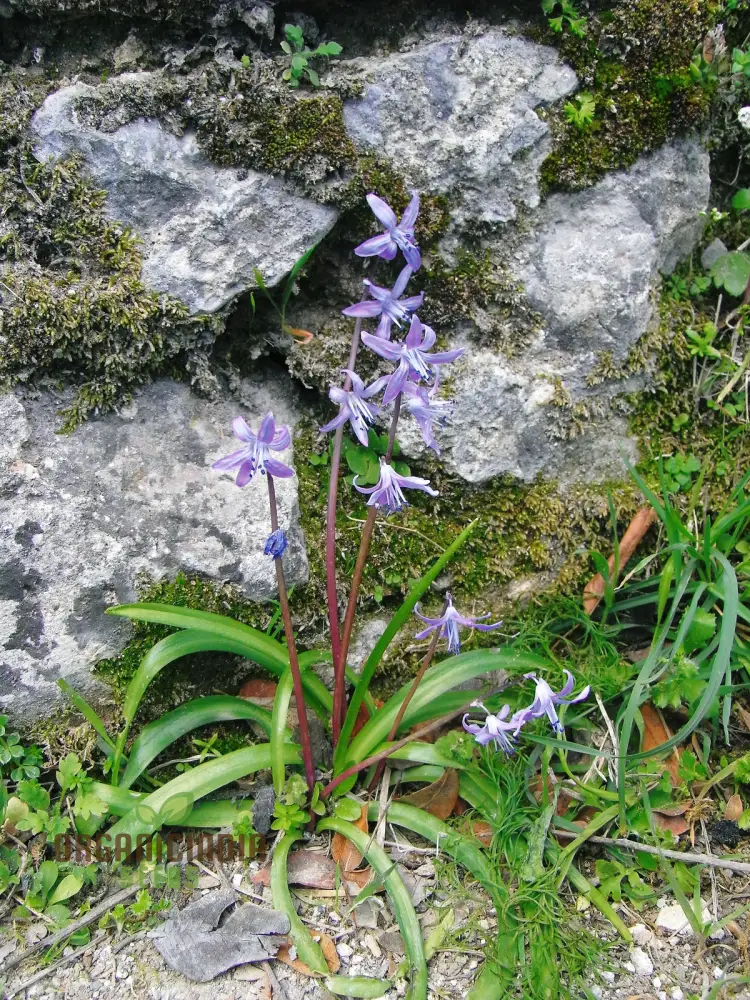 Scilla Cilicica Seeds for Gardening | High-Quality Seeds for Beautiful Gardens | Buy Organic Scilla Cilicica Flower Seeds Online