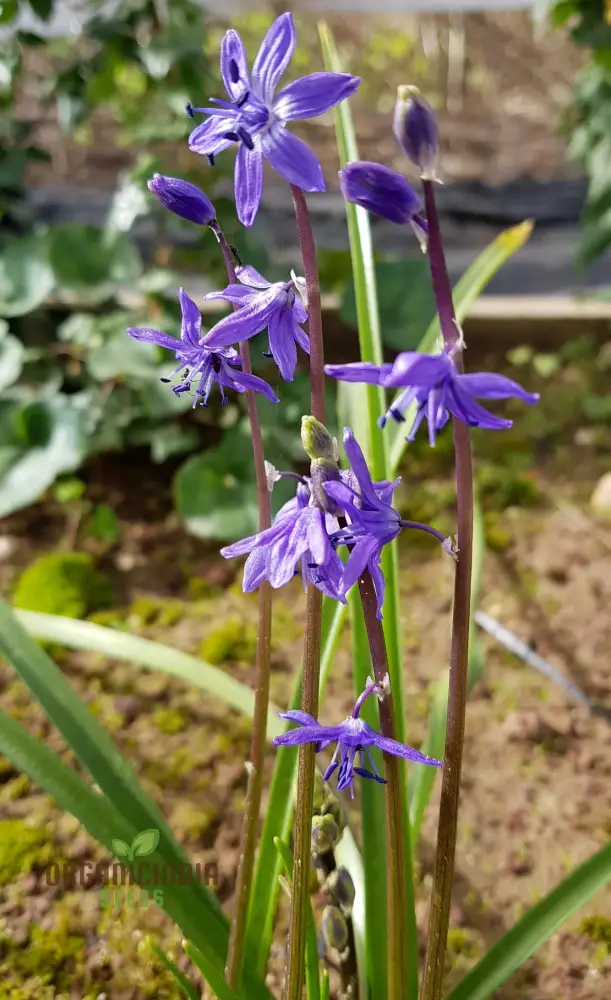 Scilla Cilicica Seeds for Gardening | High-Quality Seeds for Beautiful Gardens | Buy Organic Scilla Cilicica Flower Seeds Online