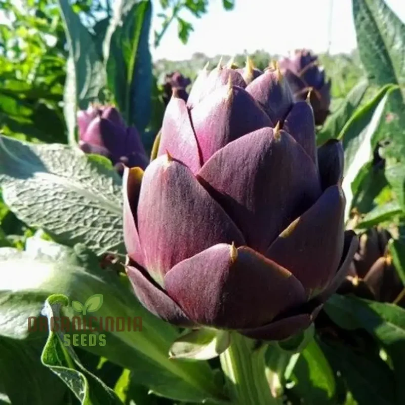 Artichoke - Purple of Romagna Seeds For Planting Grow Beautiful, Nutritious Purple Artichokes