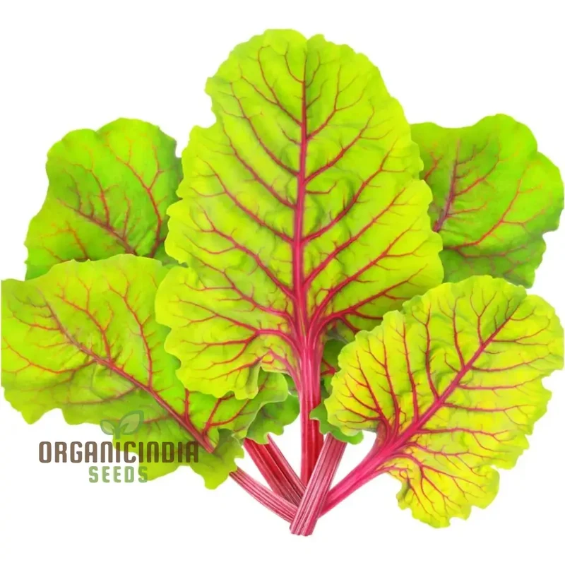 Ruby Red Silverbeet Seeds for Planting and Gardening - High-Quality Organic Seeds