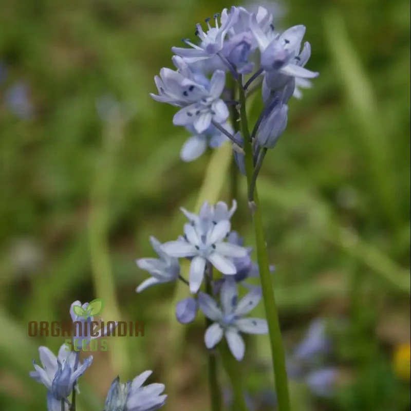 Scilla Bithynica Seeds - Rare Bulbous Plant for Gardening Enthusiasts | Buy Scilla Bithynica Bulbs for Spring Planting Online