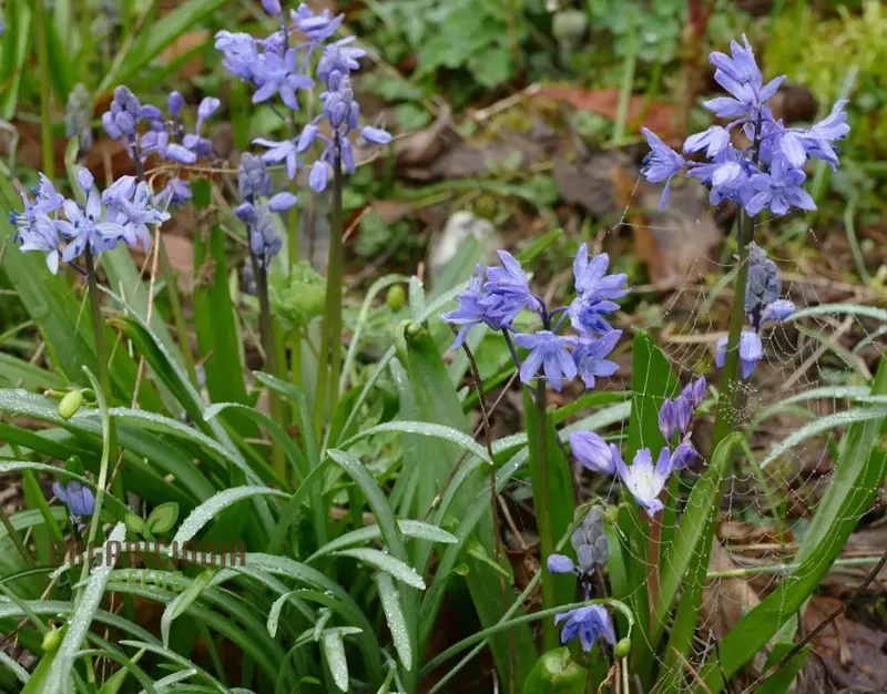 Scilla Bithynica Seeds - Rare Bulbous Plant for Gardening Enthusiasts | Buy Scilla Bithynica Bulbs for Spring Planting Online