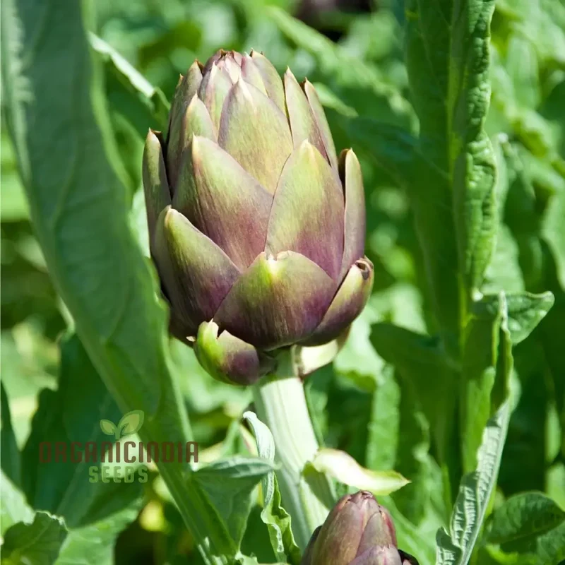 Artichoke - Colorado Red Star Seeds For Planting, Cultivate Stunning Red Artichokes