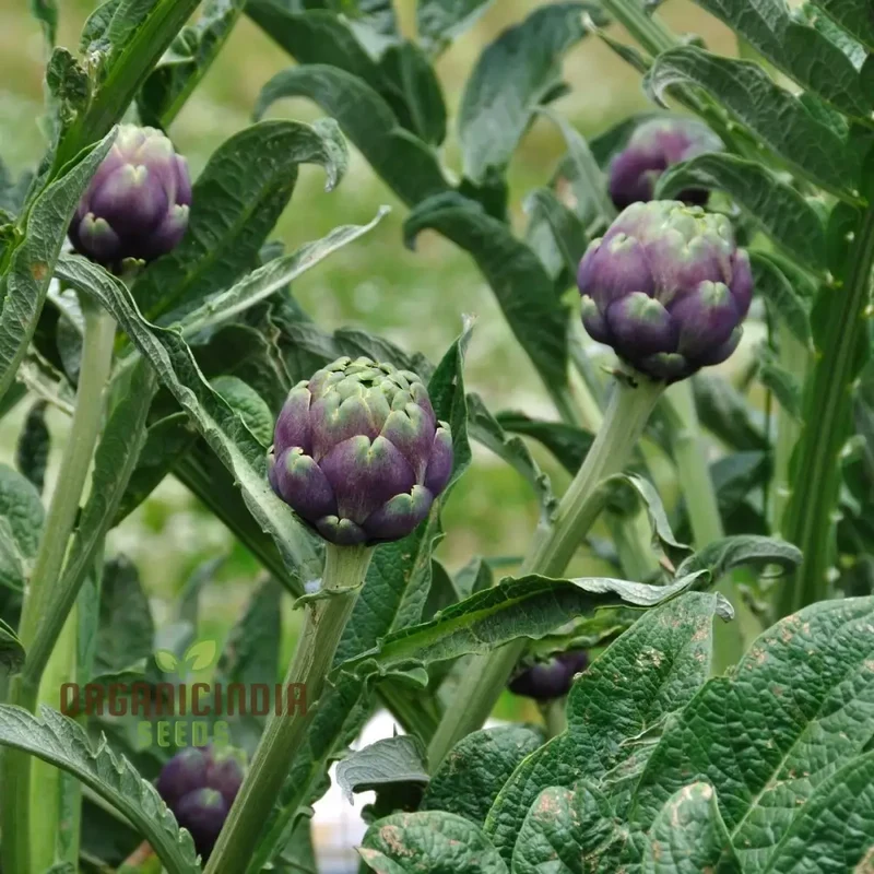 Artichoke - Colorado Red Star Seeds For Planting, Cultivate Stunning Red Artichokes