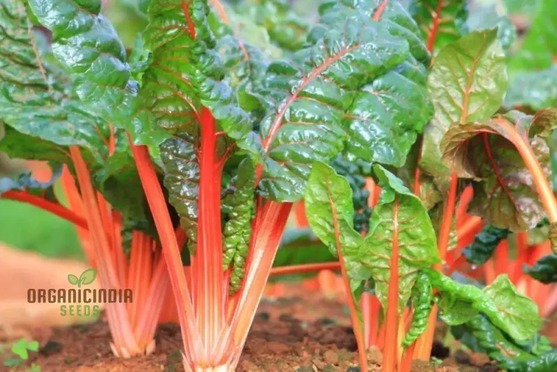 Silverbeet Oriole Decort (Orange) Seeds - Premium Quality Seeds for Planting & Gardening