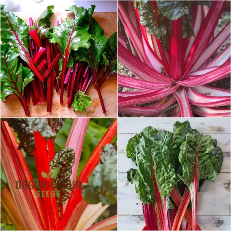 Silverbeet - Magenta Seeds | High-Quality Seeds for Planting & Gardening | Organic Silverbeet Seeds for Your Garden
