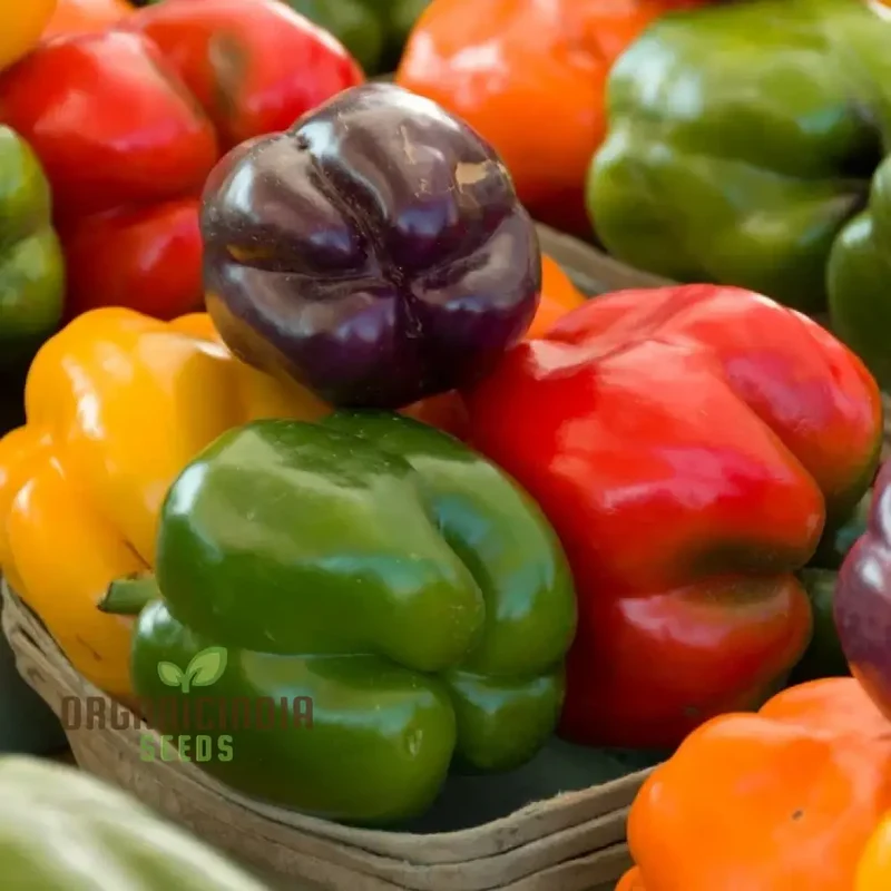 Sweet Pepper Seeds - Rainbow Bell Blend for Vibrant Garden Flowers, Seeds for Planting