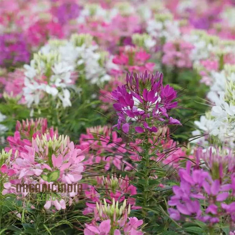 Cleome Spinosa Mix Seeds for Gardening Enthusiasts - Colorful Annual Flower Seeds for Planting in Gardens and Pots