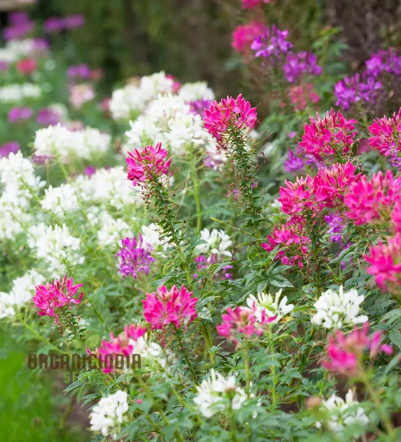 Cleome Spinosa Mix Seeds for Gardening Enthusiasts - Colorful Annual Flower Seeds for Planting in Gardens and Pots